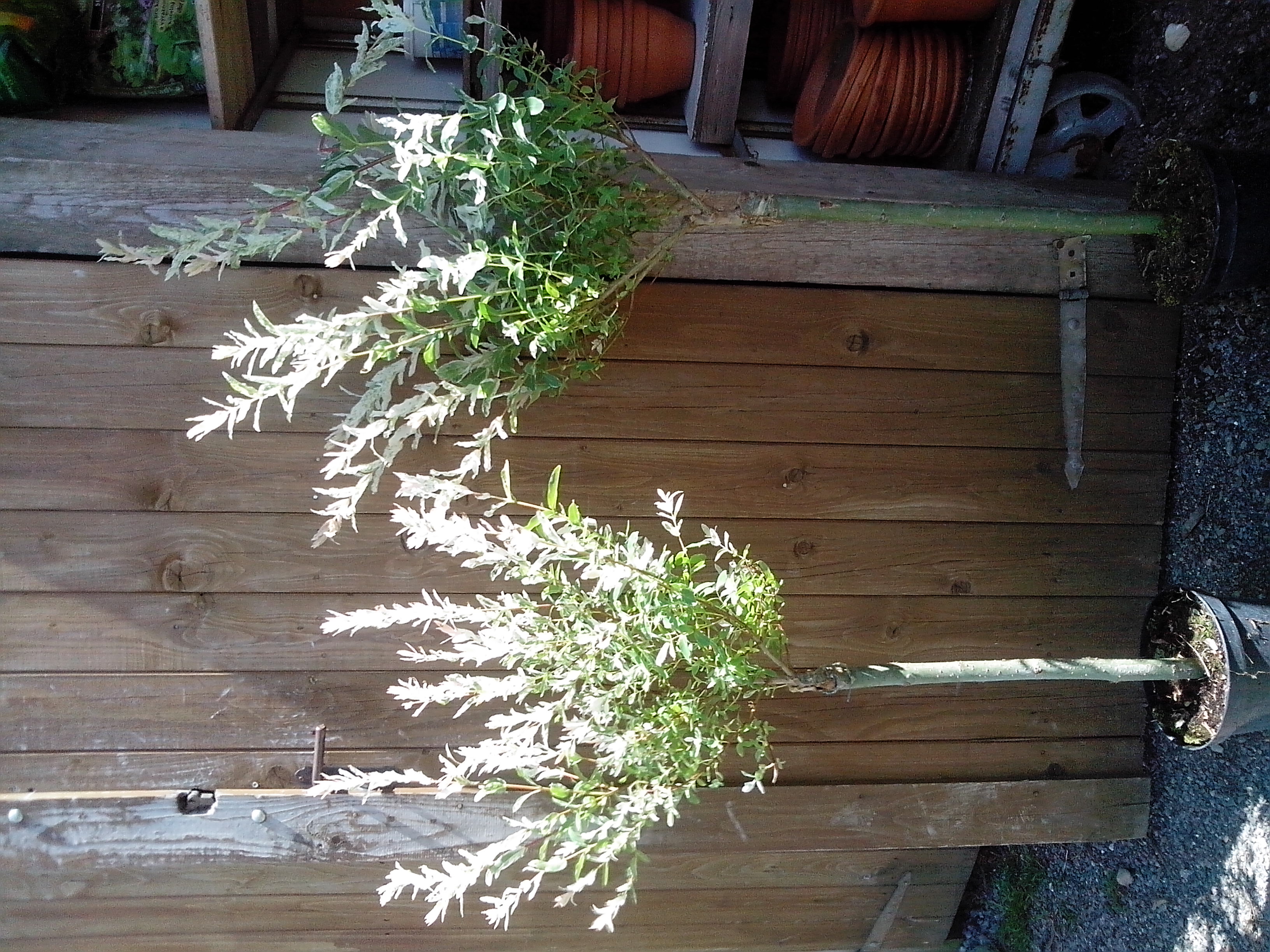 Vrba Japonská "SALIX INTEGRA HAKURO NISHIKI",  kmínek  80 cm 
