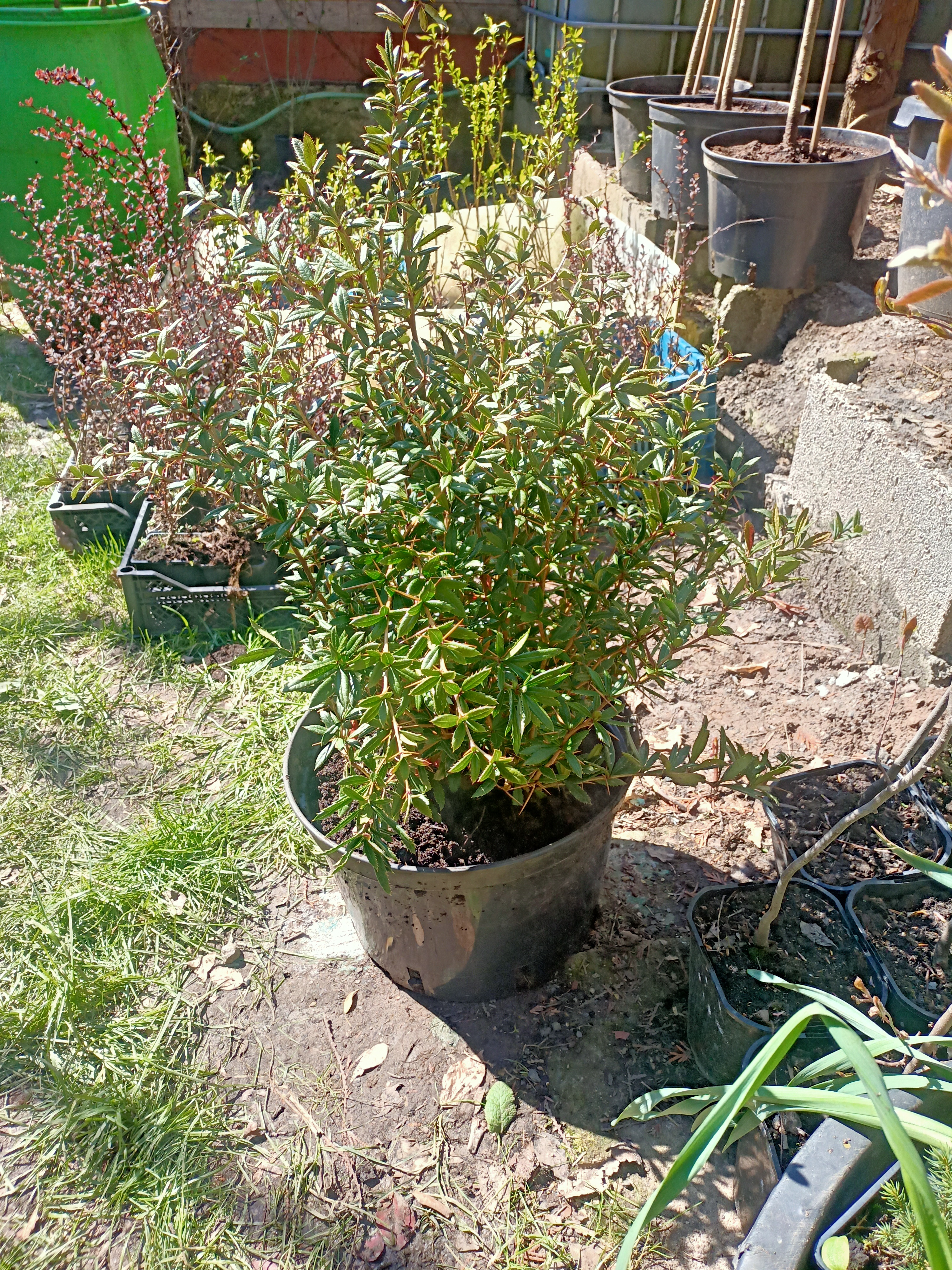 Dřišťál Juliin "BERBERIS JULIANAE" C20l