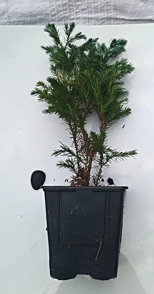 Cypřišek "CHAMAECYPARIS PISIFERA  sada 5 ks BOULEVARD"