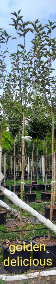 A- vzrostlé stromy Jabloň GOLDEN DELICIOUS +250 cm
