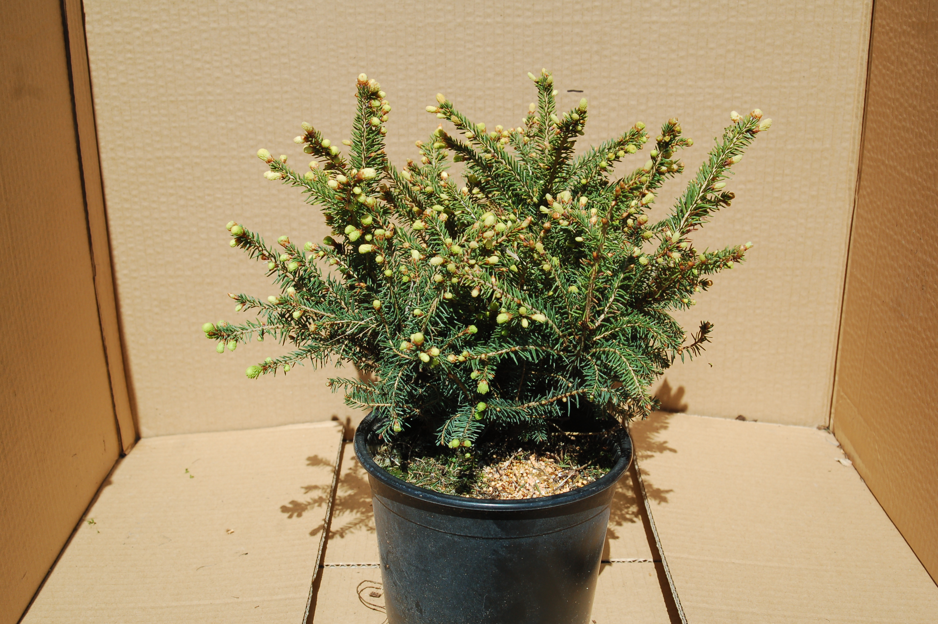 Smrk "PICEA ABIES NIDIFORMIS"