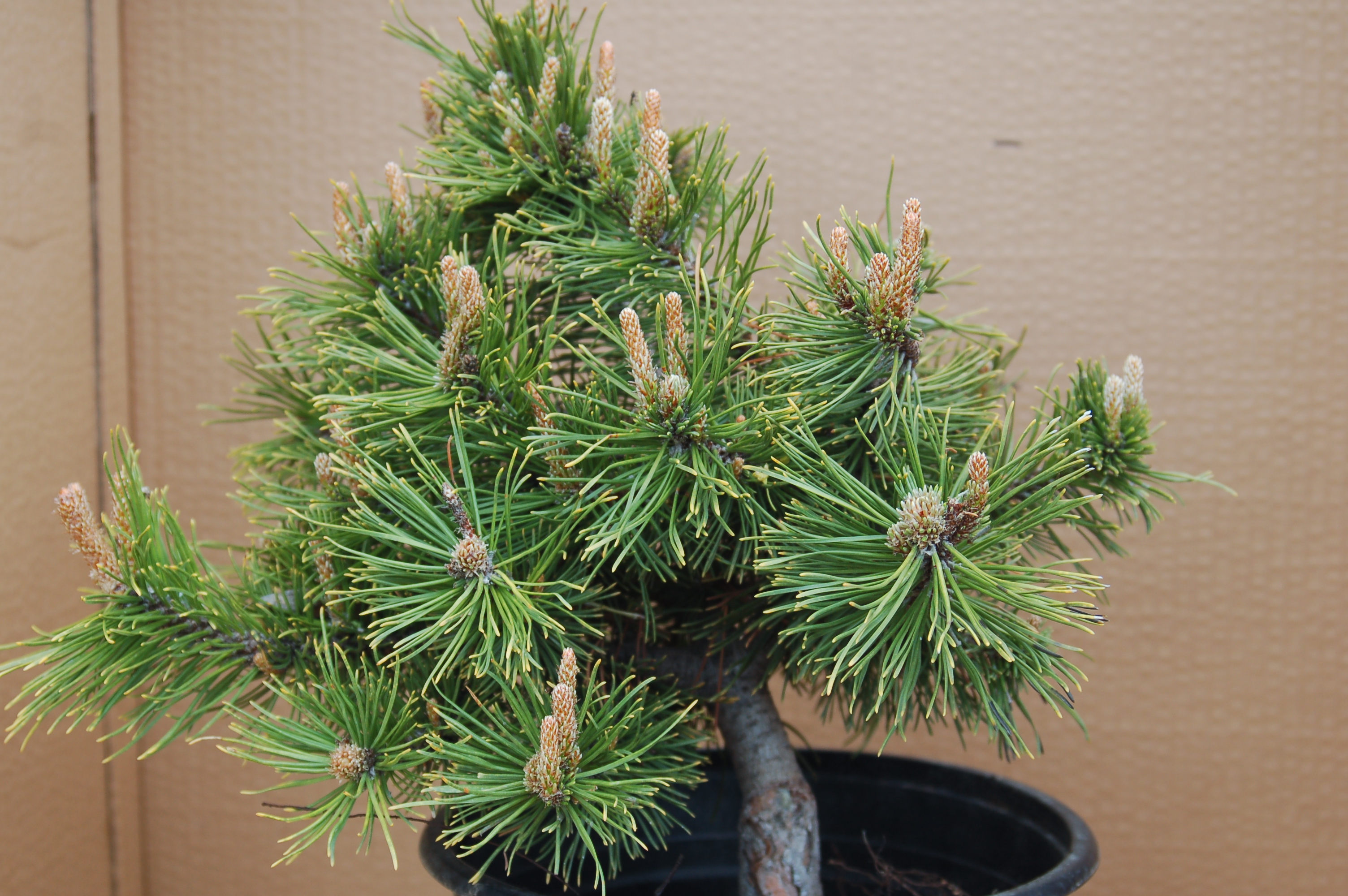 Borovice kleč "PINUS MUGO PUMILIO"