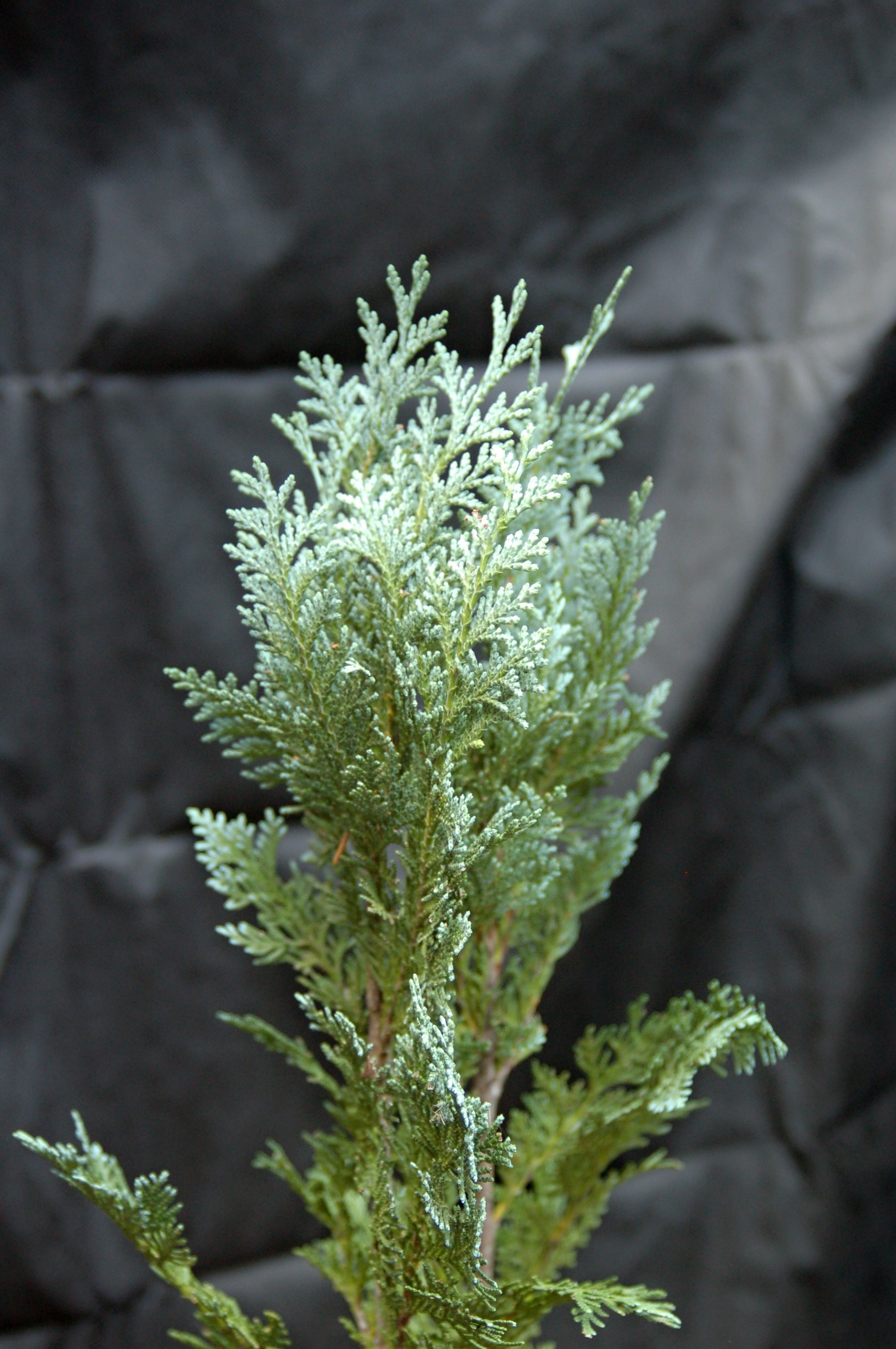Cypřišek "CHAMAECYPARIS LAWSONIANA VAN PELT BLUE", výška cca 80 cm