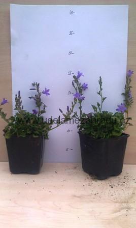 Zvonek bílý "CAMPANULA CARPATICA"