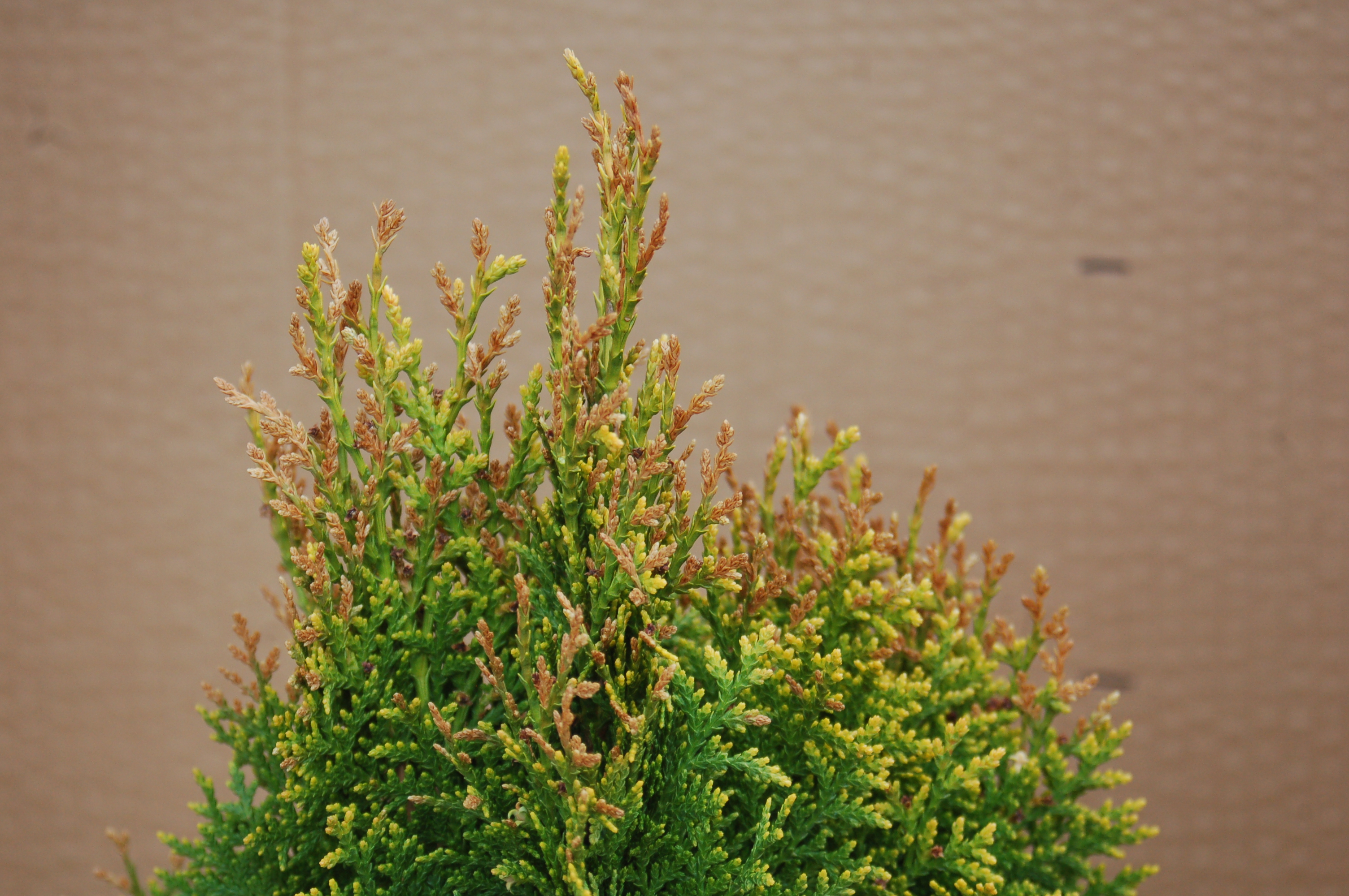 Thůje "THUJA OCCIDENTALIS DANICA"