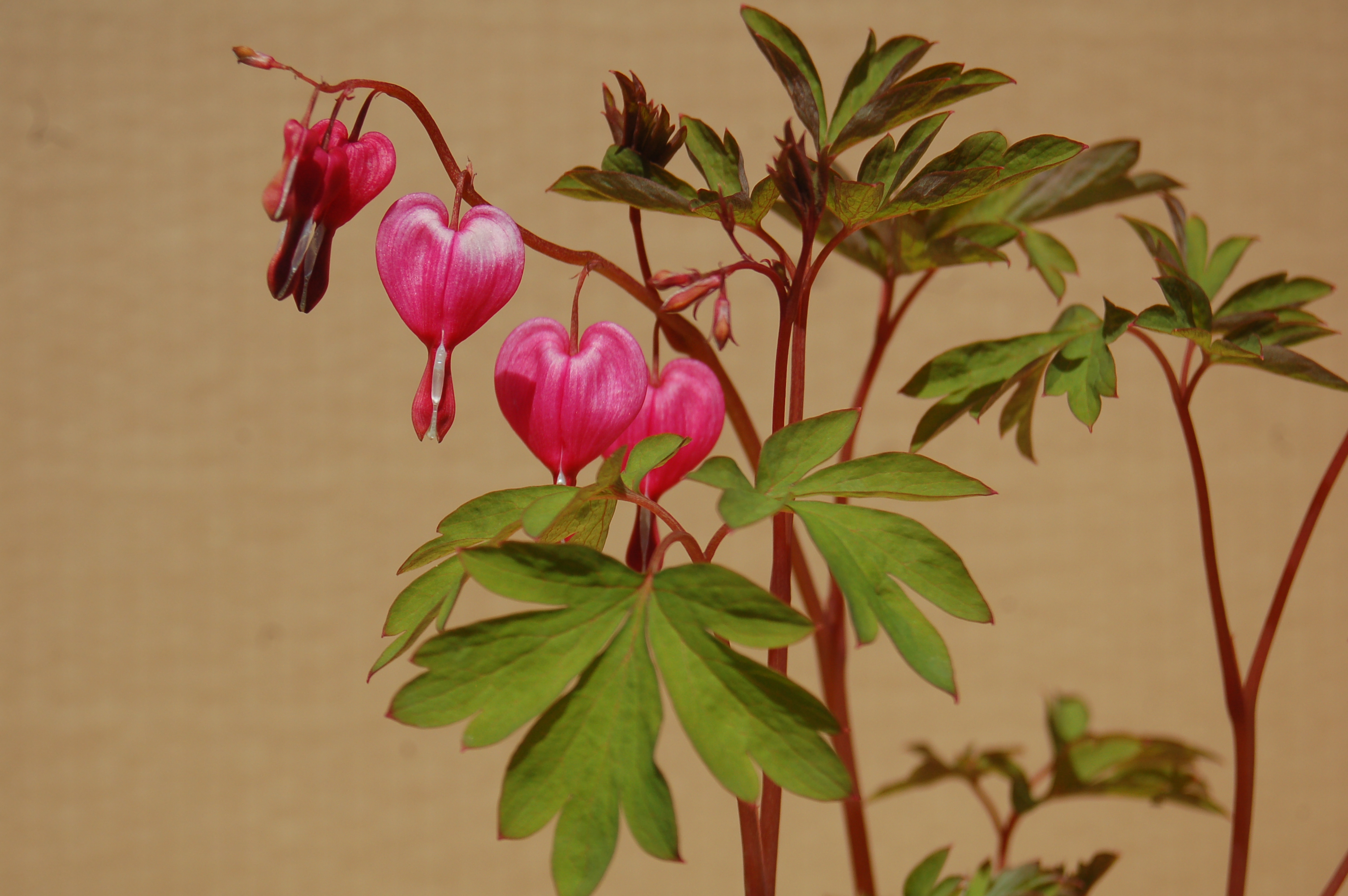 Srdcovka nádherná "DICENTRA SPECTABILIS"