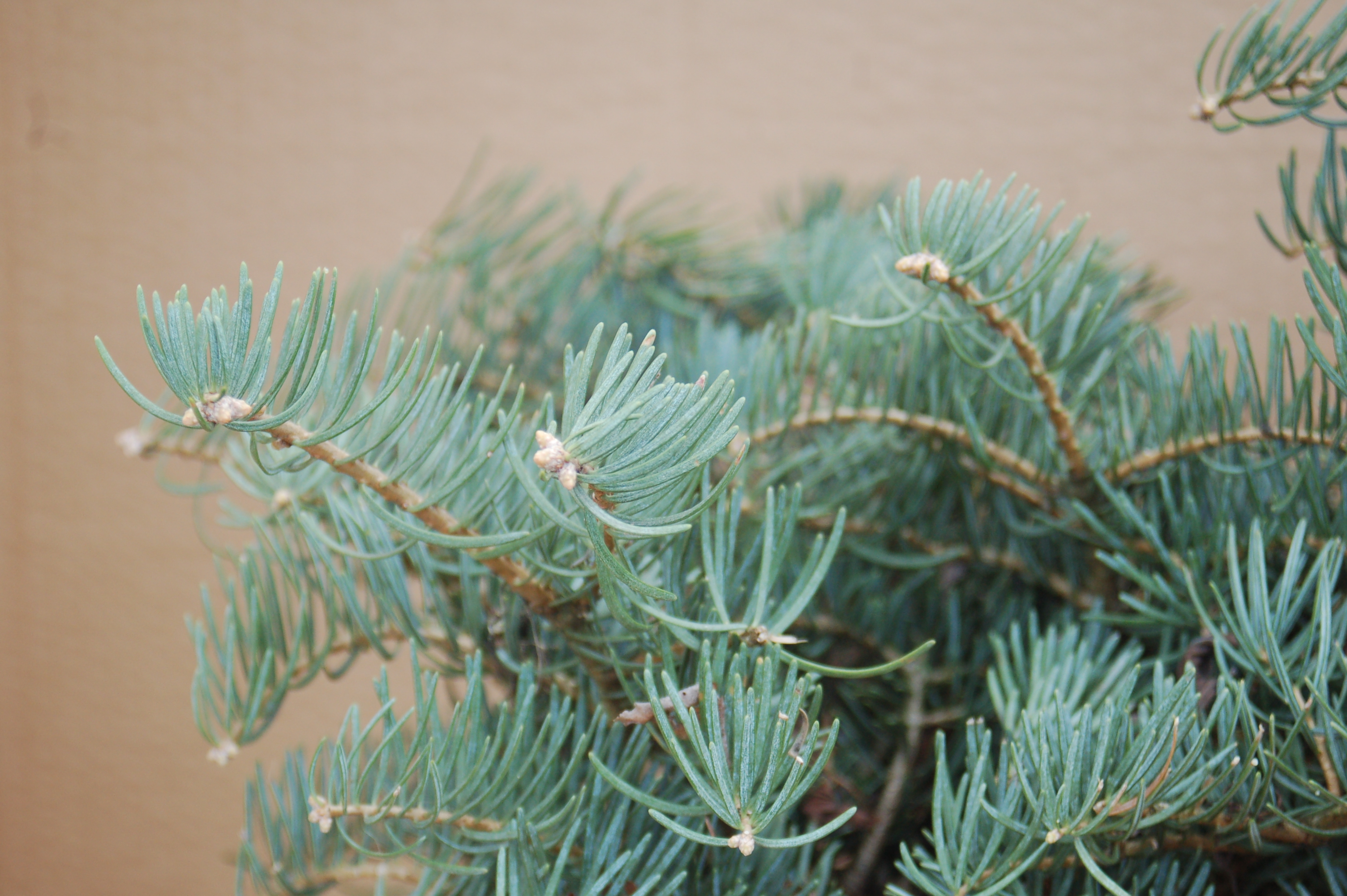 Jedle ojíněná "ABIES CONCOLOR COMPACTA"