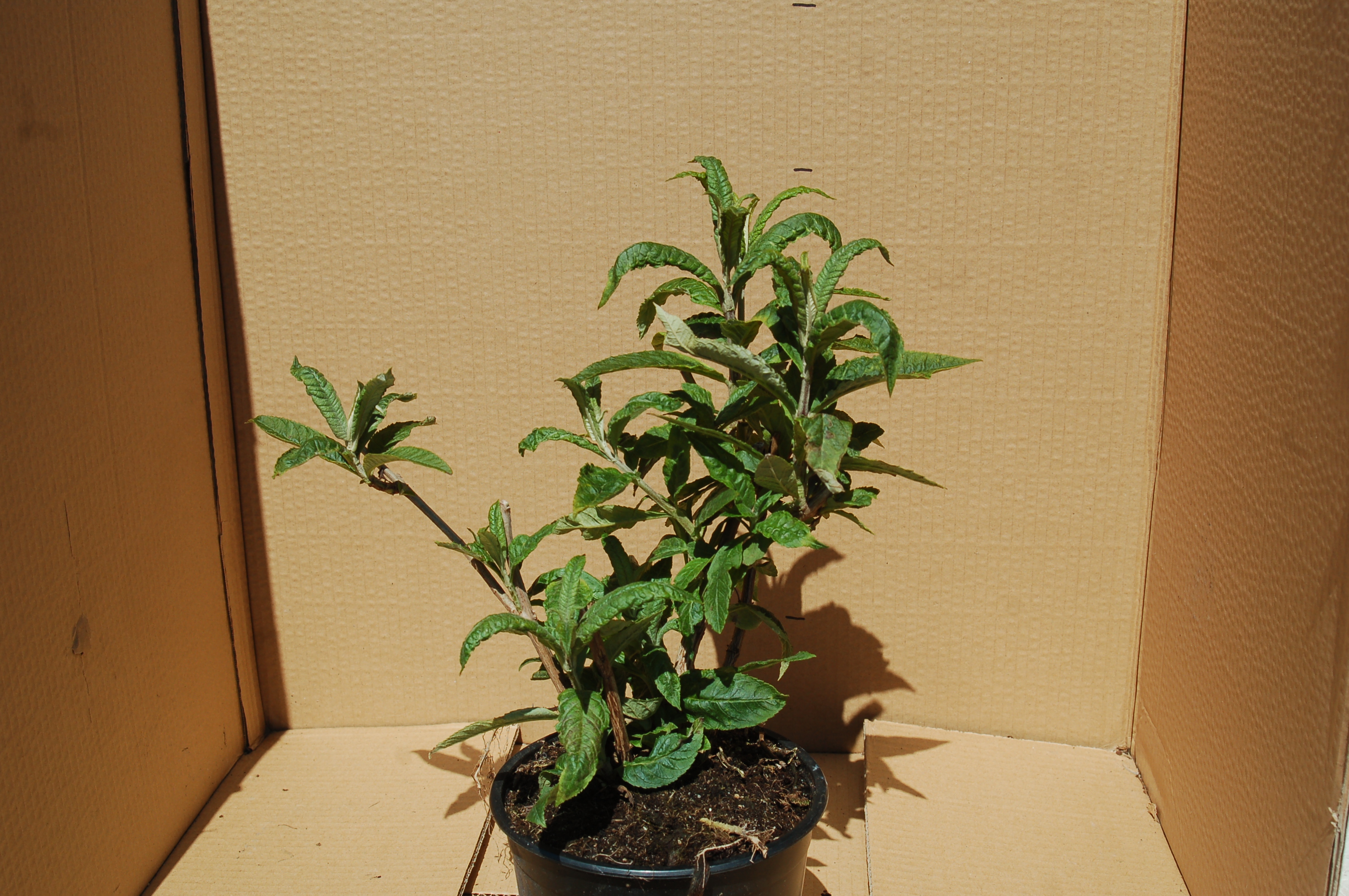 Komule Davidova "BUDDLEJA DAVIDII NANHO BLUE"
