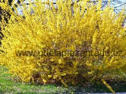Zlatice prostřední, zlatý déšť "FORSYTHIA INTERMEDIA"
