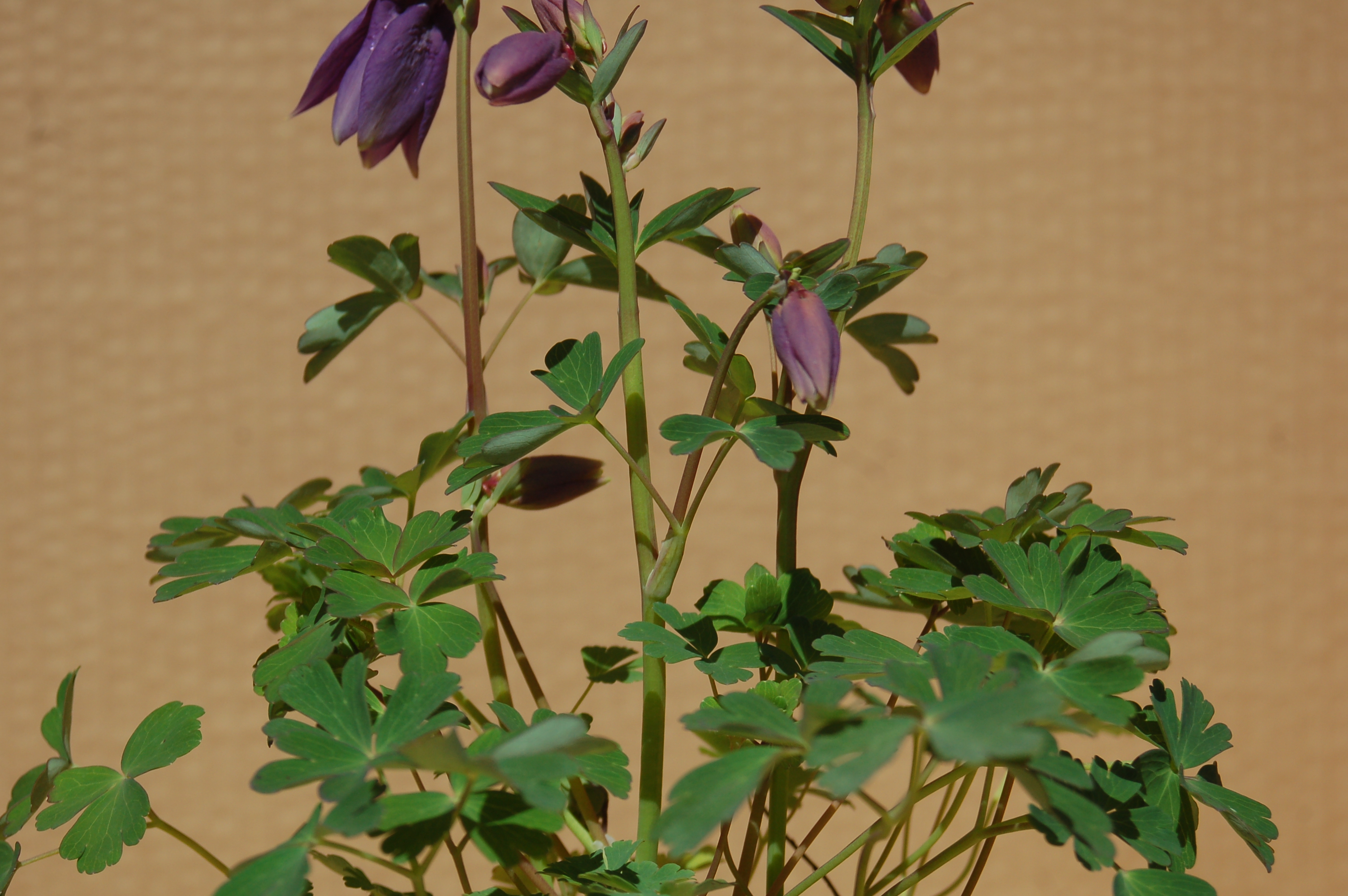 Orlíček fialový "AQUILEGIA VULGARIS"