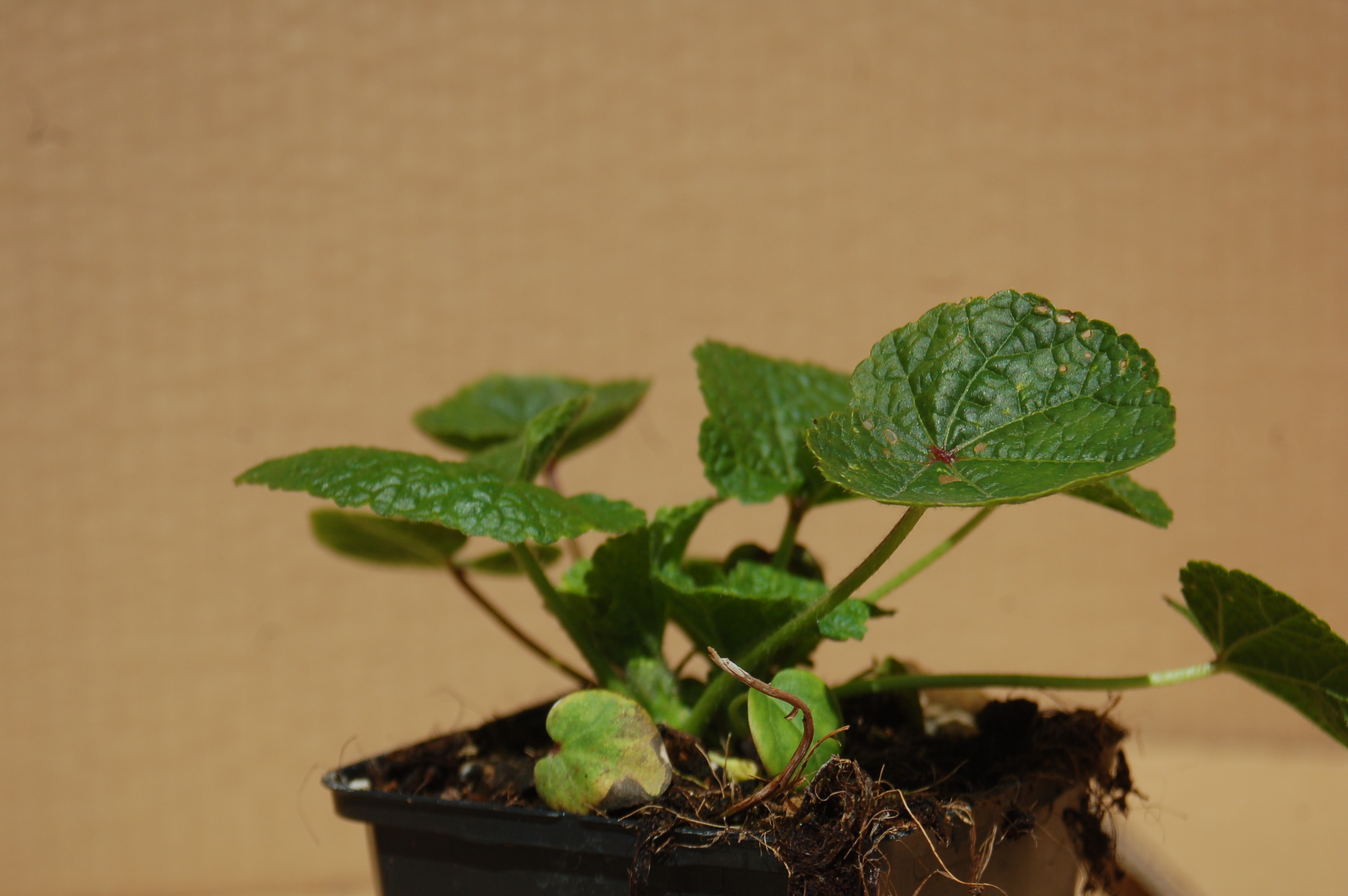 Topolovka růžová "ALCEA ROSEA"