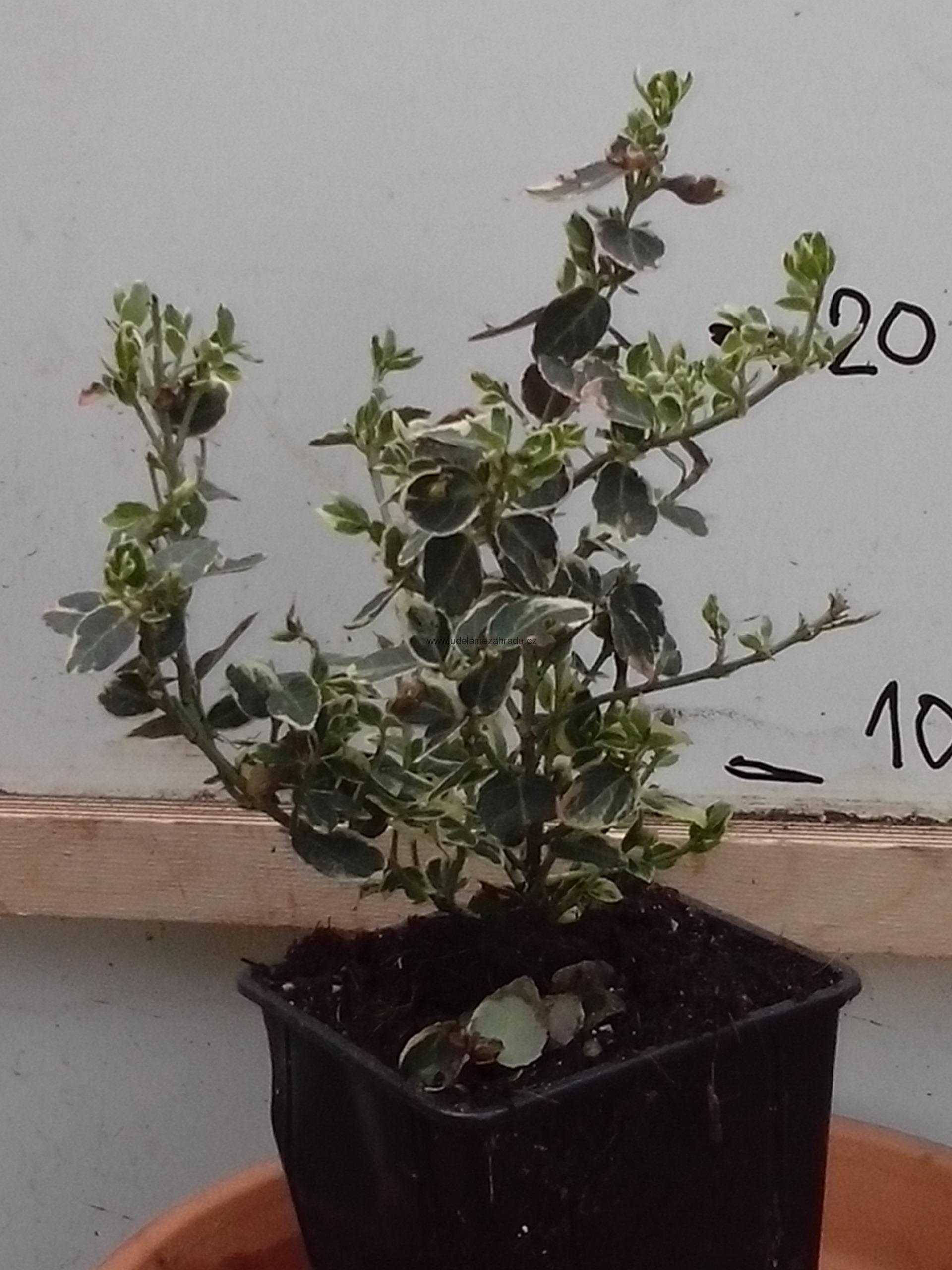 Brslen Fortuneův "EUONYMUS FORTUNEI EMERALD GAIETY"