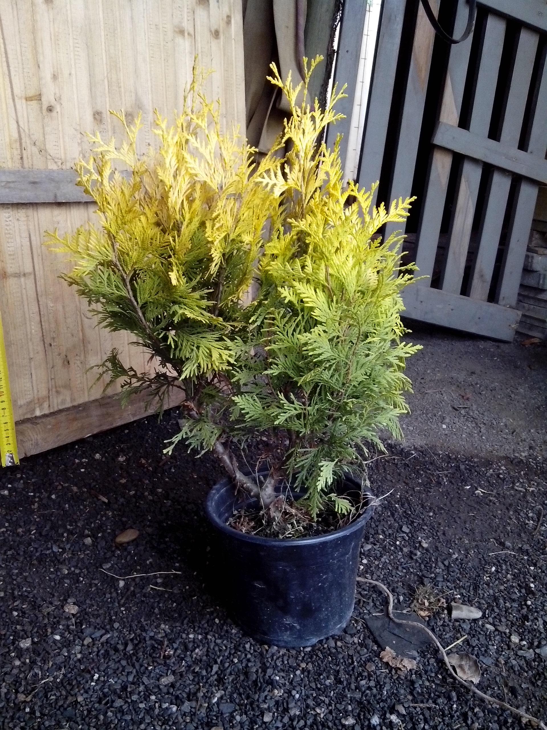Thůje "THUJA OCCIDENTALIS SUNKIST"