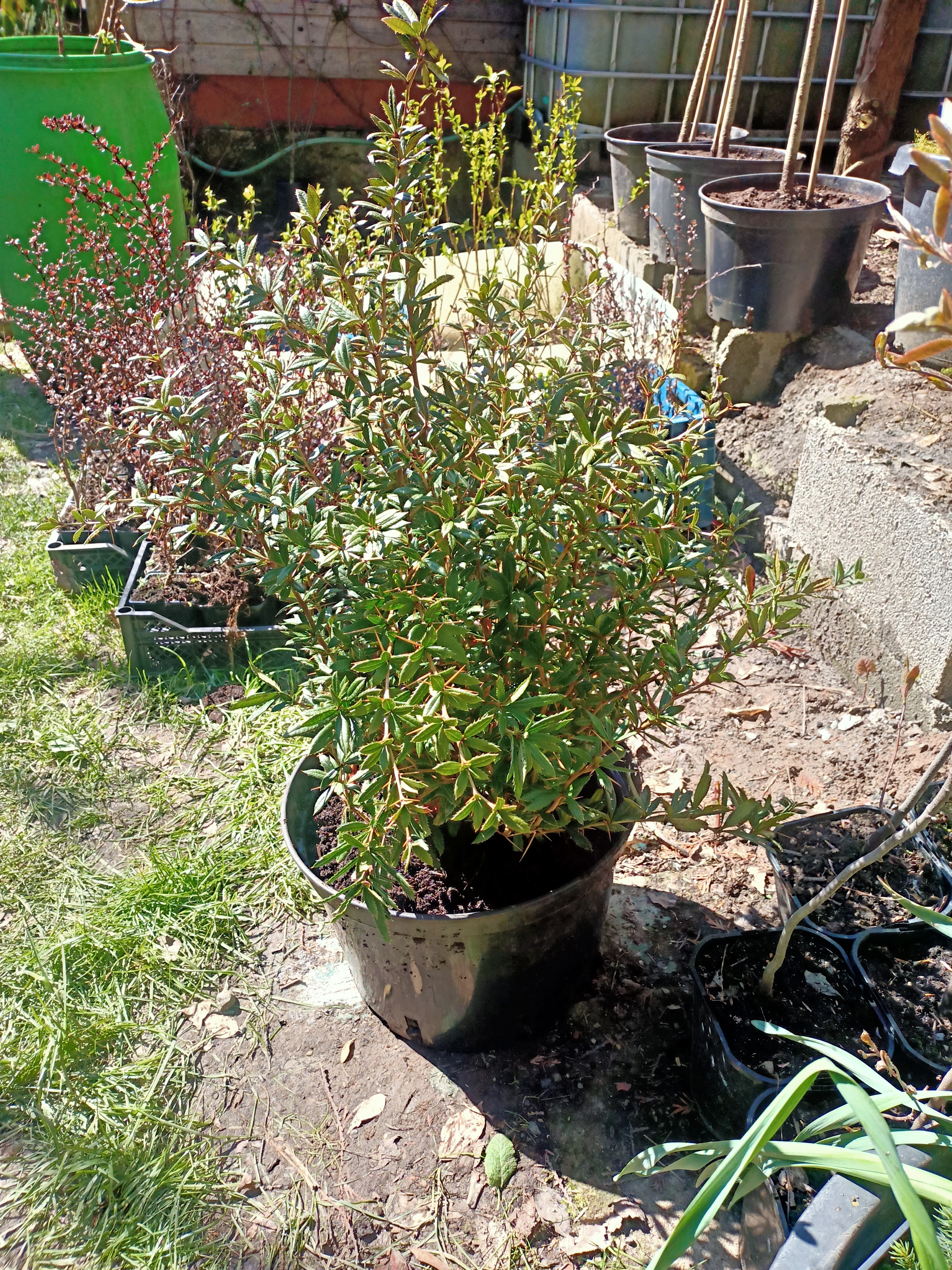 Dřišťál Juliin "BERBERIS JULIANAE" C20l