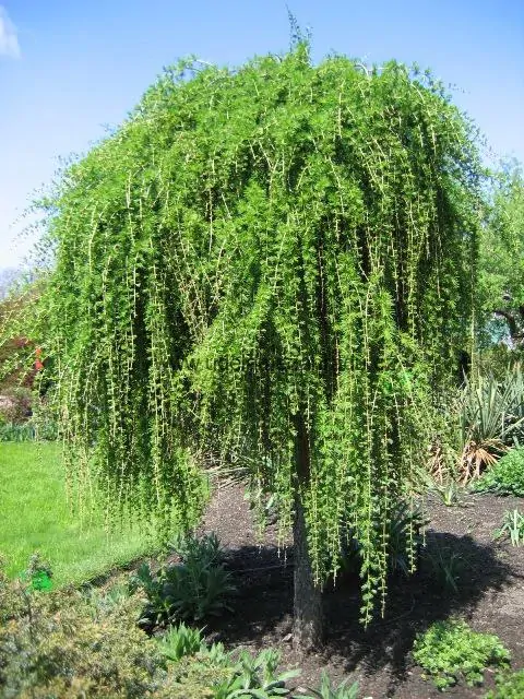 Převislý modřín "LARIX DECIDUA PENDULA", výška 120-150 cm