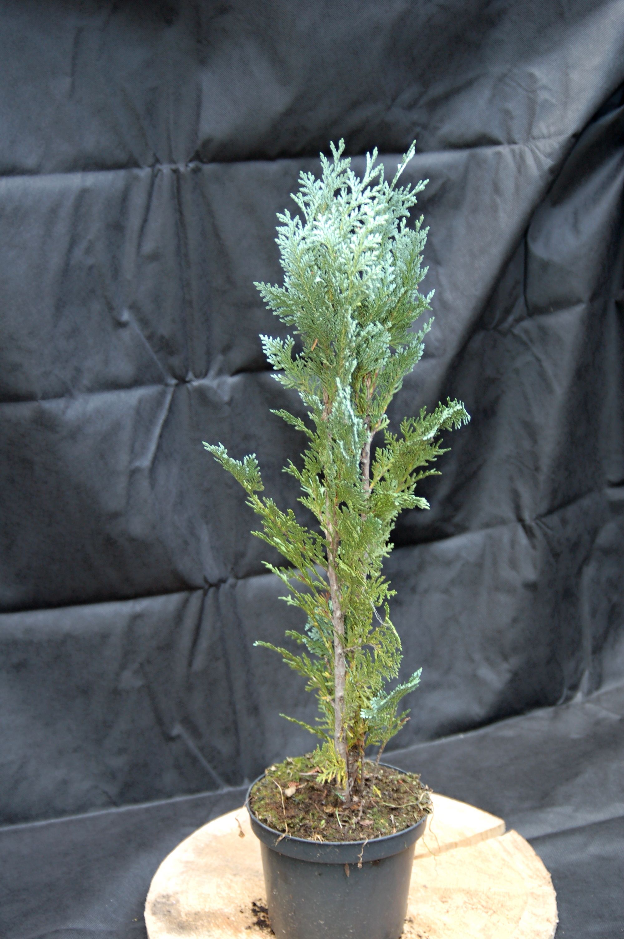 Cypřišek "CHAMAECYPARIS LAWSONIANA VAN PELT BLUE", výška cca 80 cm