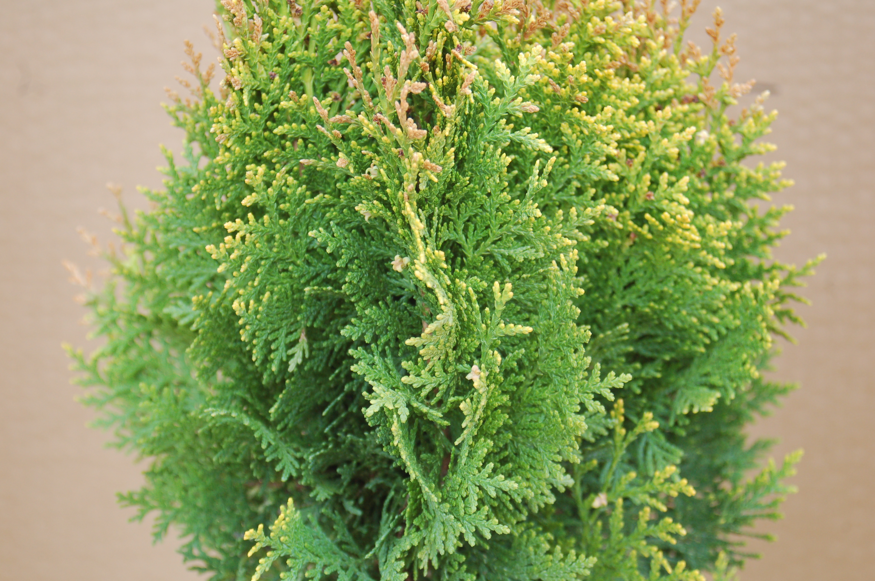 Thůje "THUJA OCCIDENTALIS DANICA"