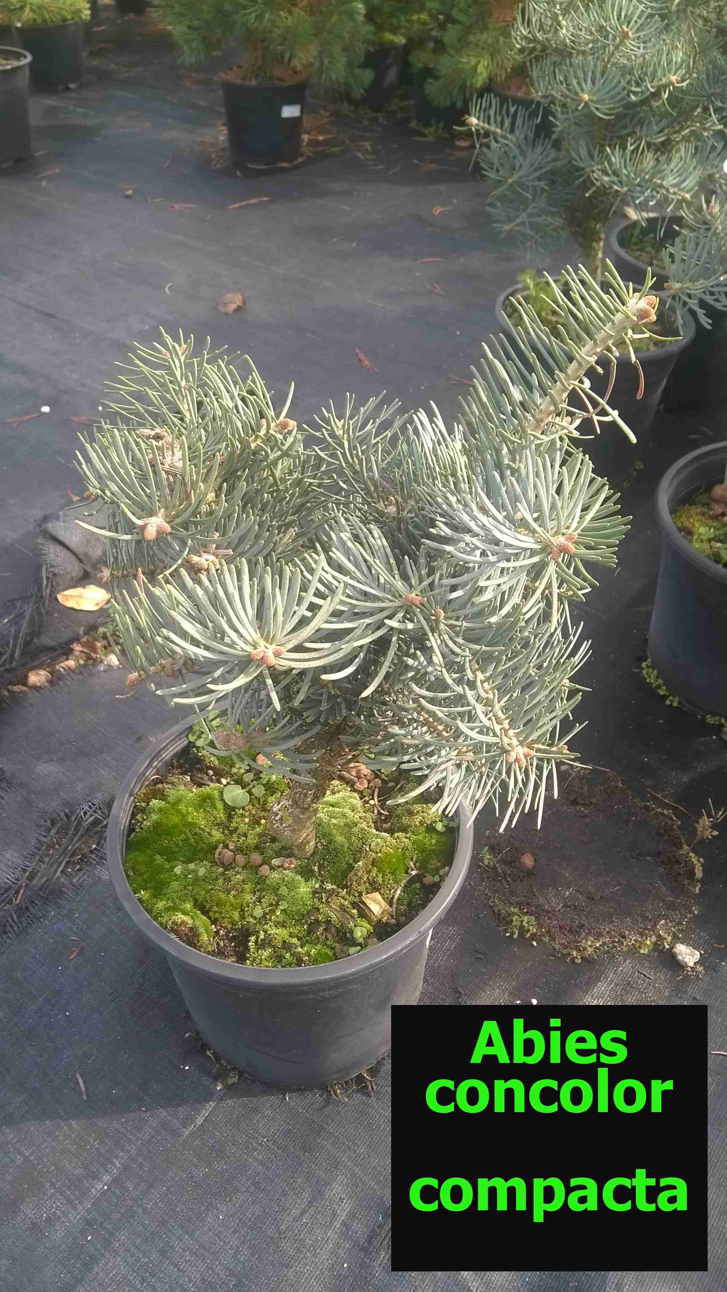 Jedle ojíněná "ABIES CONCOLOR COMPACTA"