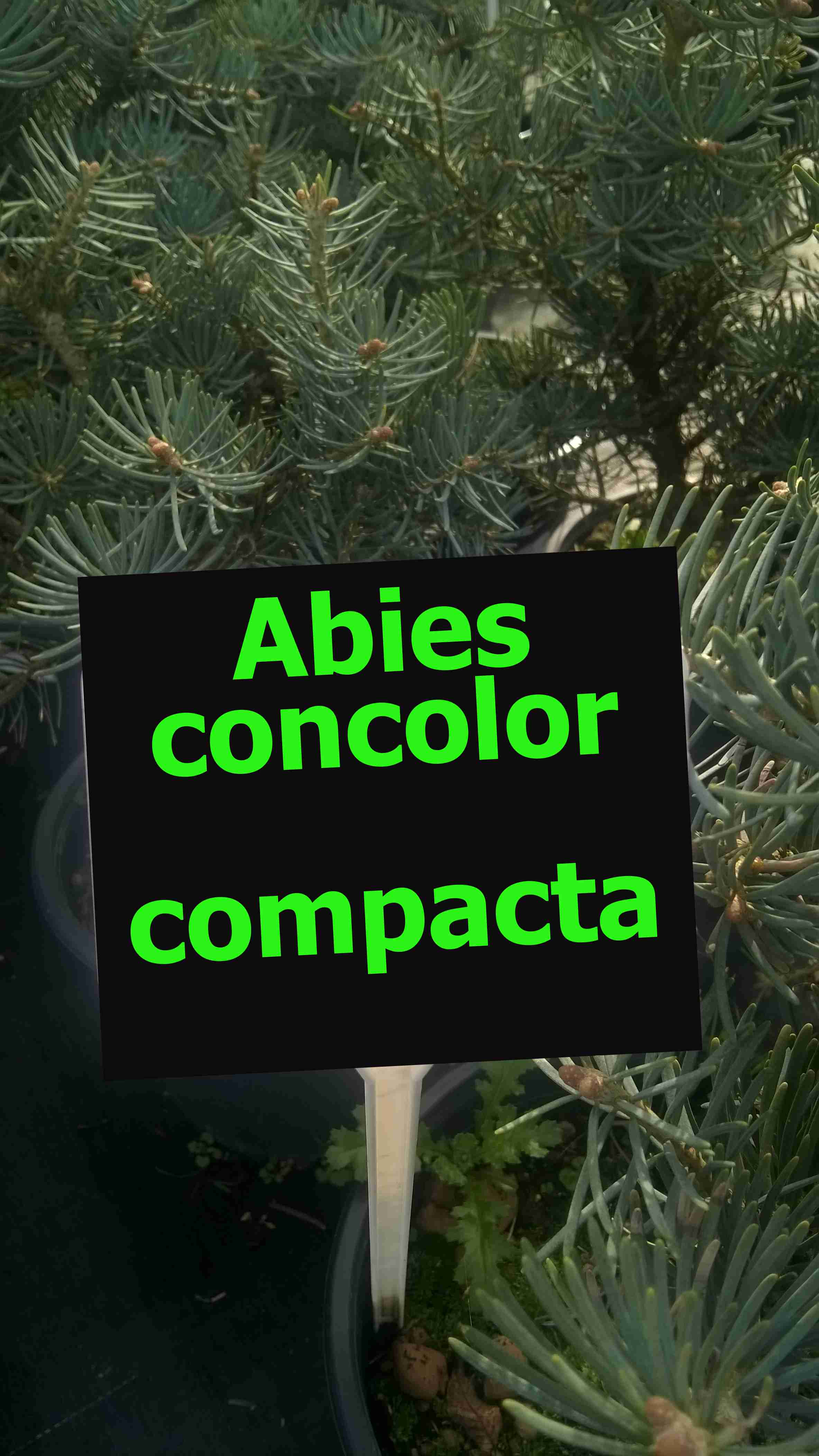 Jedle ojíněná "ABIES CONCOLOR COMPACTA"